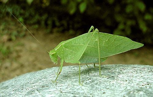 KatydidBushFProfile01.jpg