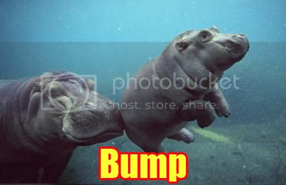 Bump_hippo_zps46755d25.jpg