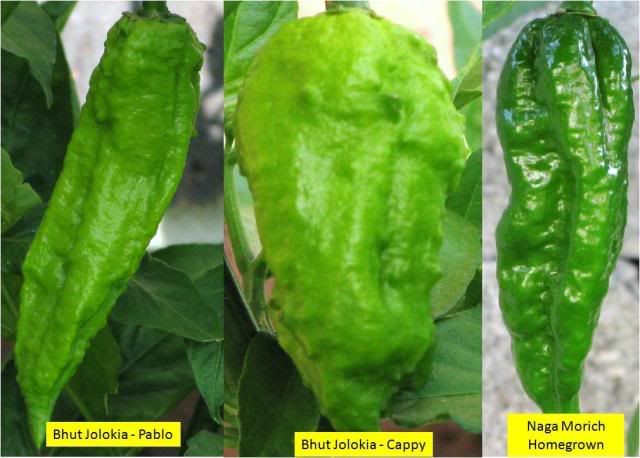 Bhut-Naga.jpg