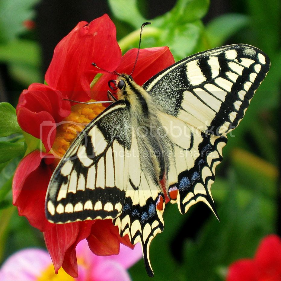 Fesoj_-_Papilio_machaon_by_zps9izoasea.jpeg