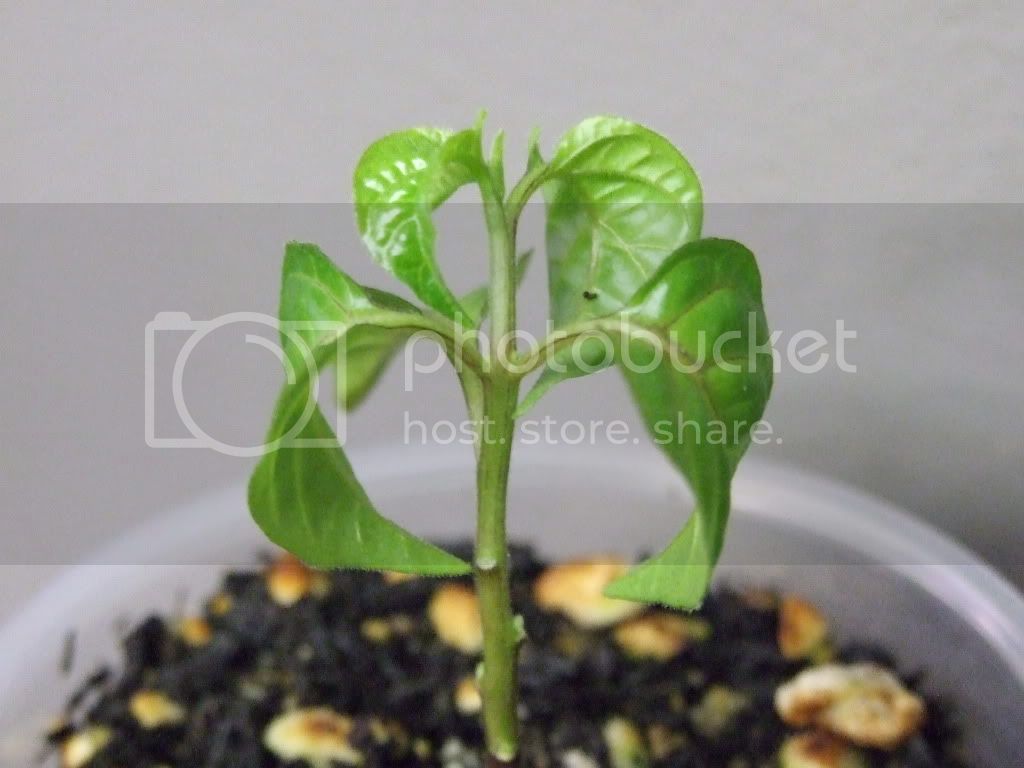 sickseedlings013.jpg