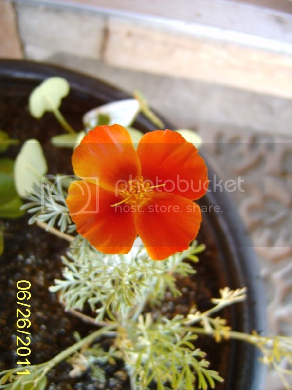 CaliforniapoppyCopperPot.jpg