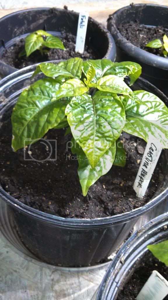 carolinareaper122212_zps42aa49cc.jpg