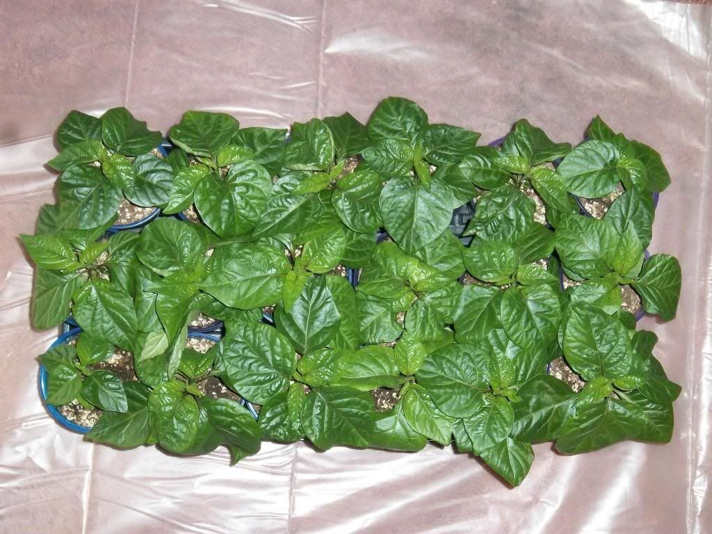 Pepperplants1-14-13004_zps330a0106.jpg
