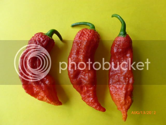 BhutJolokiaKirmen-VladanSmiciklas-RainbowChiliSeedsP1000877.jpg