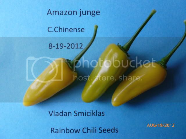 Amazonjungle-VladanSmiciklas-RainbowChiliSeedsP1010002.jpg