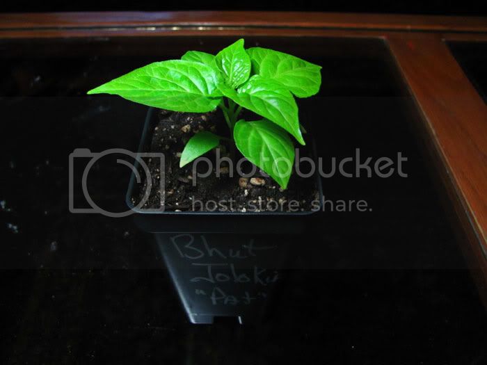 BhutJolokia_Pat_020610_v2.jpg