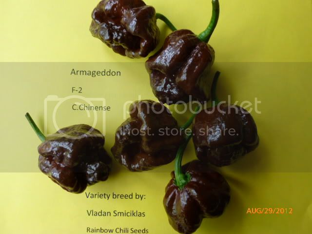 ArmageddonF-2-VladanSmiciklas-RainbowChiliSeedsP1010142.jpg