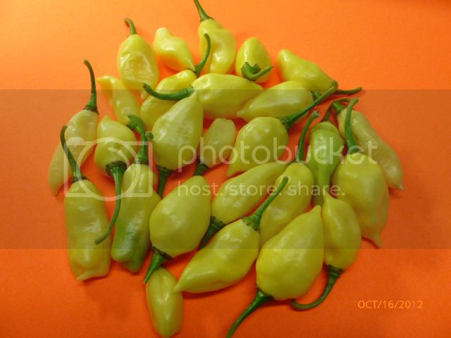 DeviltonguewhiteAISPES-VladanSmiciklas-RainbowChiliSeedP1010481.jpg