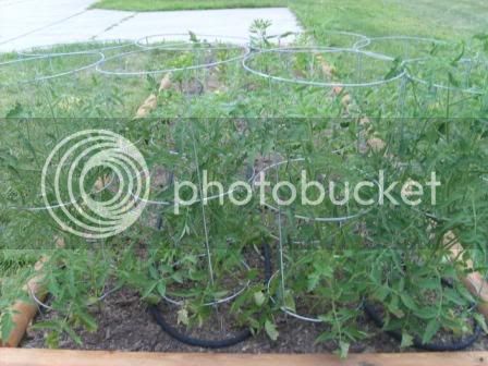 Tomatoes7-1-09.jpg