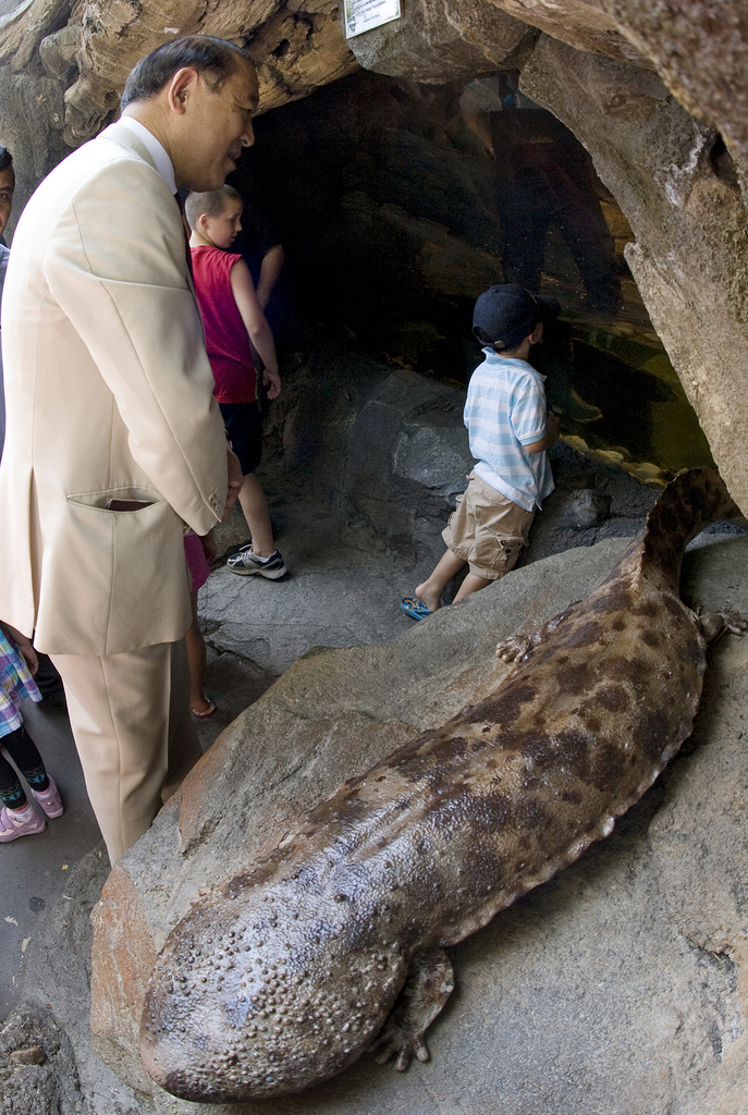 japanese-giant-salamander.jpg