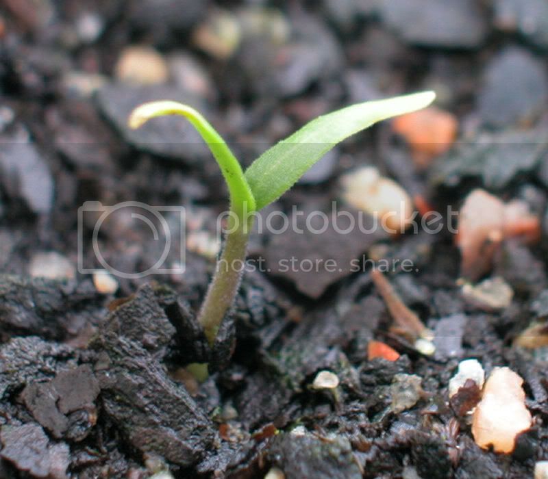 unknownchilliu1.jpg