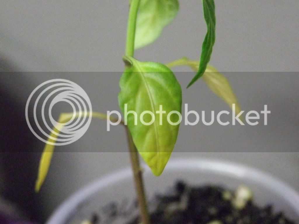 sickseedlings008.jpg