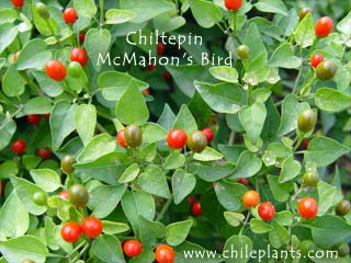 chiltepin-mcmahons-bird-pepper-plants.jpg