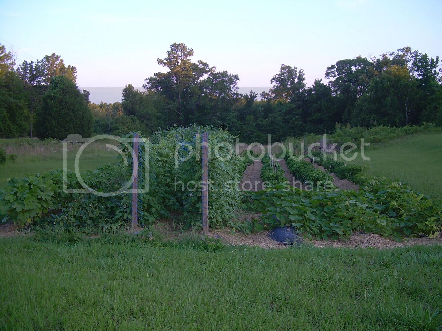 Garden6-13-12.jpg