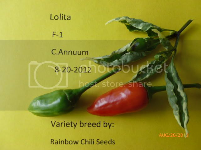 Lolita-F-1-VladanSmiciklas-RainbowChiliSeedsP1010039.jpg