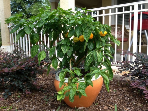 bugs_on_pepper_plants.005.jpg