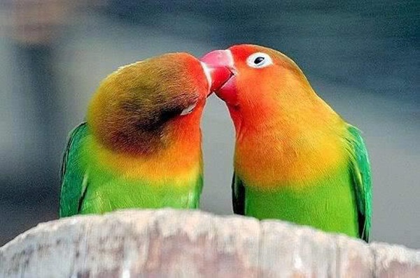 love-birds-kissing-03.jpg