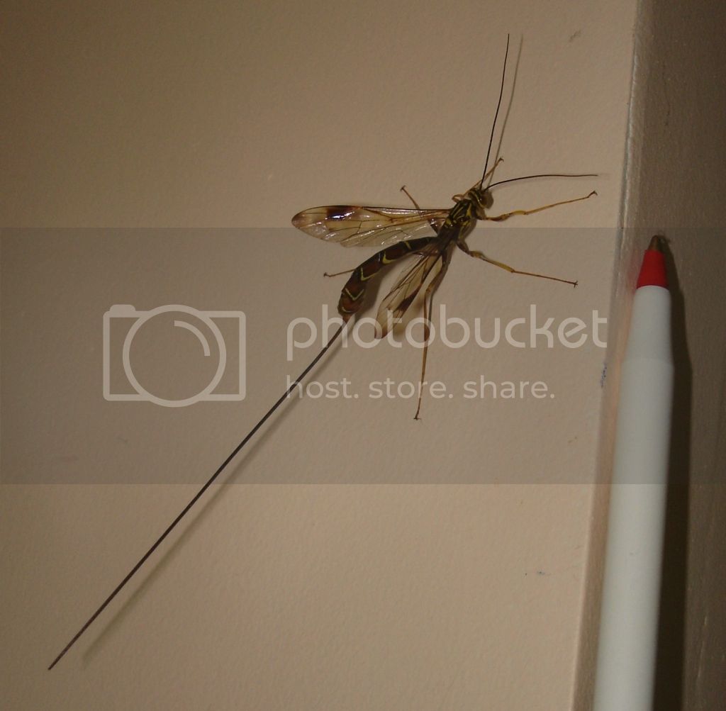 2007-08-26_ichneumon_wasp57.jpg