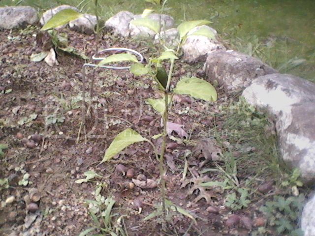 Pepperplantoct20125.jpg
