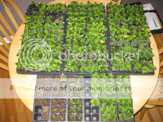 seedlings2012001.jpg