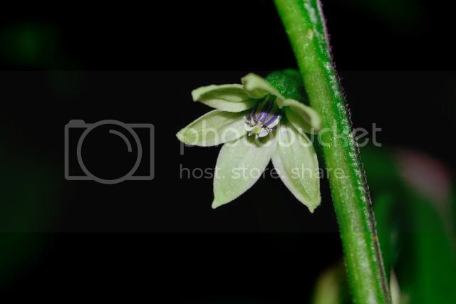 BhutJolokiaFlower.jpg