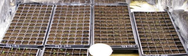 012711ecooler8dayoldplants.jpg