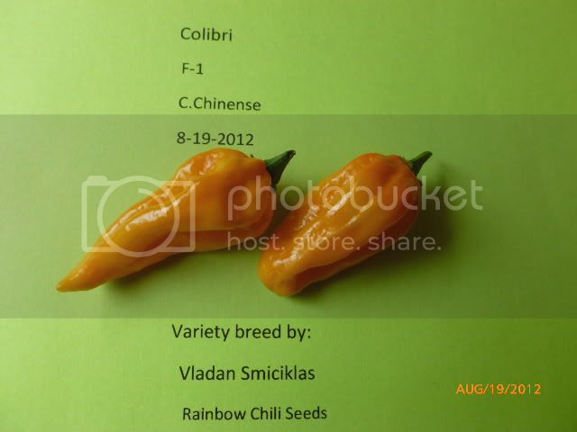 ColibriyellowF-1VladanSmiciklas-RainbowChiliSeedsP1000997.jpg