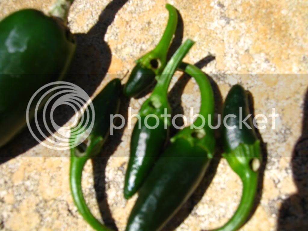 chilliprogress017.jpg
