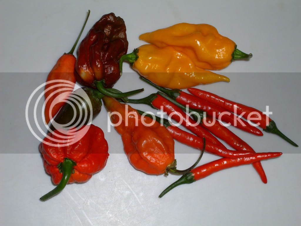 peppers170.jpg