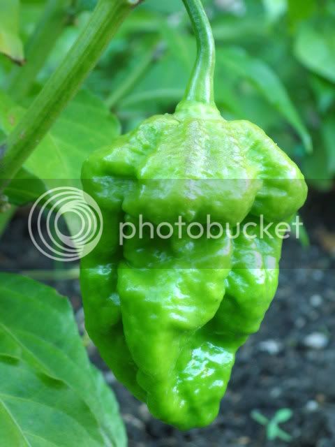 BhutJolokiaAssamx7pot-podPrimo2.jpg