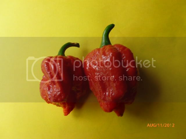 7Pod-VladanSmiciklas-RainbowChiliSeedsP1000843.jpg