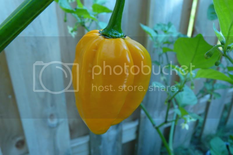 Morougaorange-VladanSmiciklas-rainbowchiliseedsP1040889.jpg