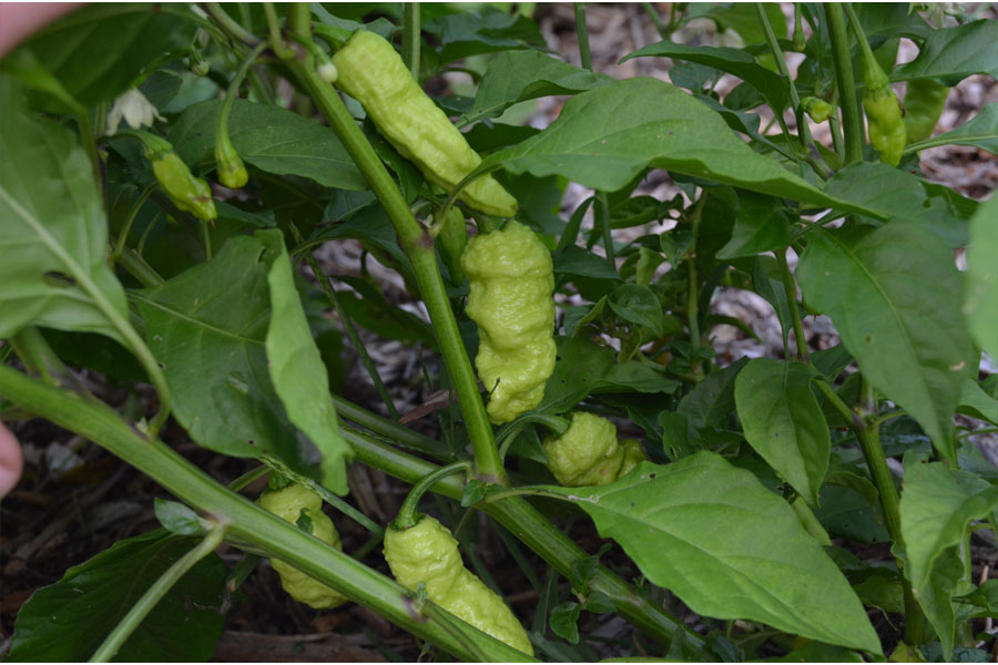 bhut.jpg