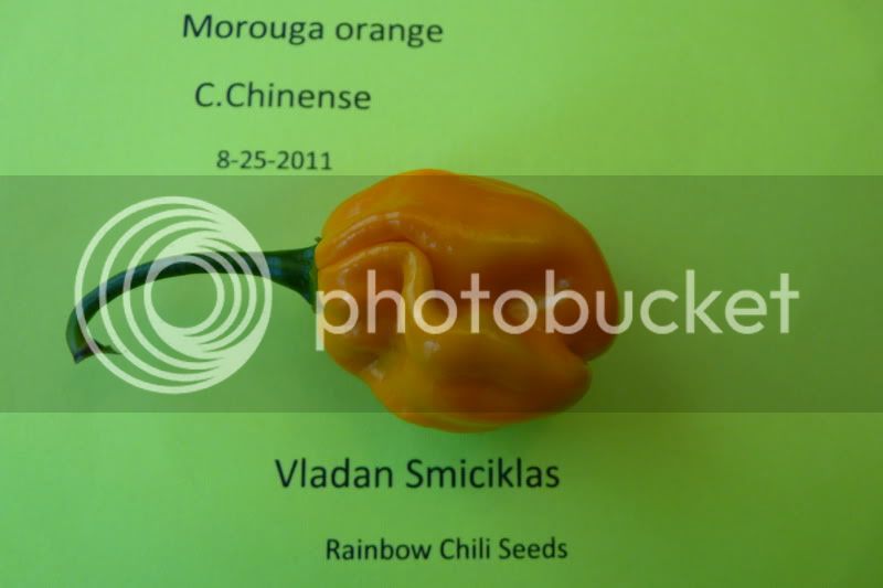 Morougaorange-VladanSmiciklas-rainbowchiliseedsP1040423.jpg