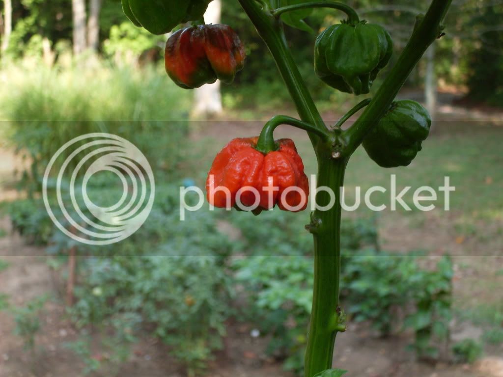 peppers133.jpg
