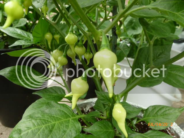 BiquinhoorChupetinha-VladanSmiciklas-RainbowChiliSeedsP1000377.jpg