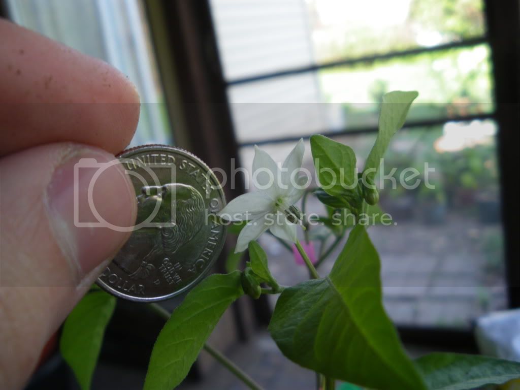 IMGP3111.jpg