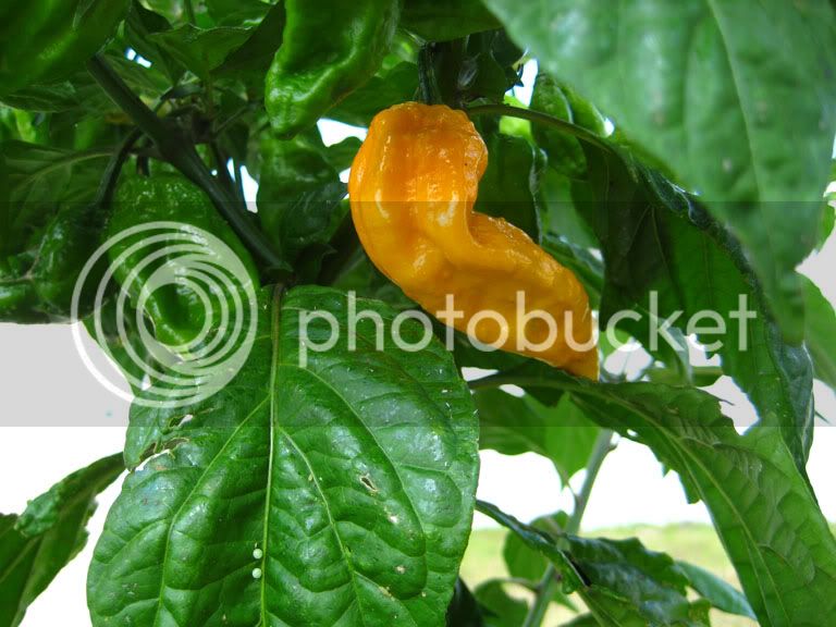 ybhut08.jpg