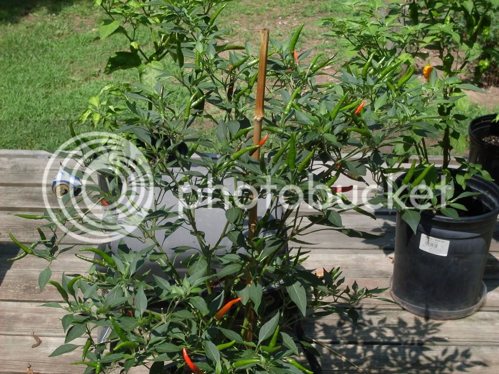 peppers185.jpg