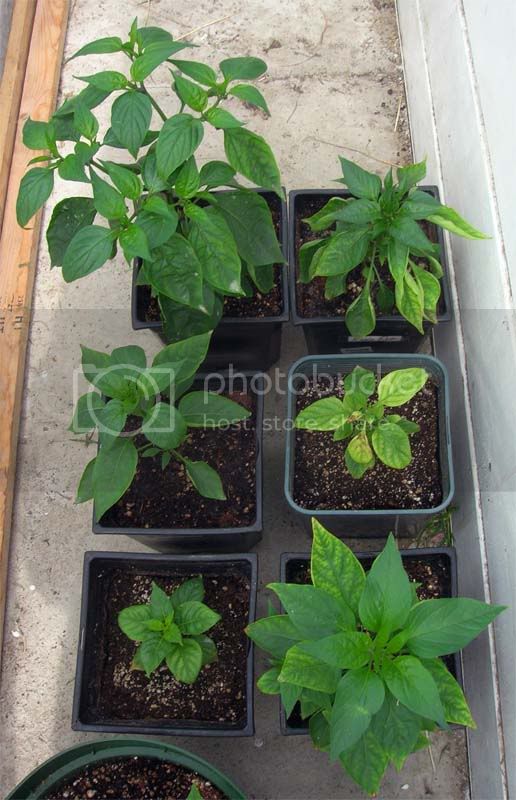 recoveringchiliplants003.jpg