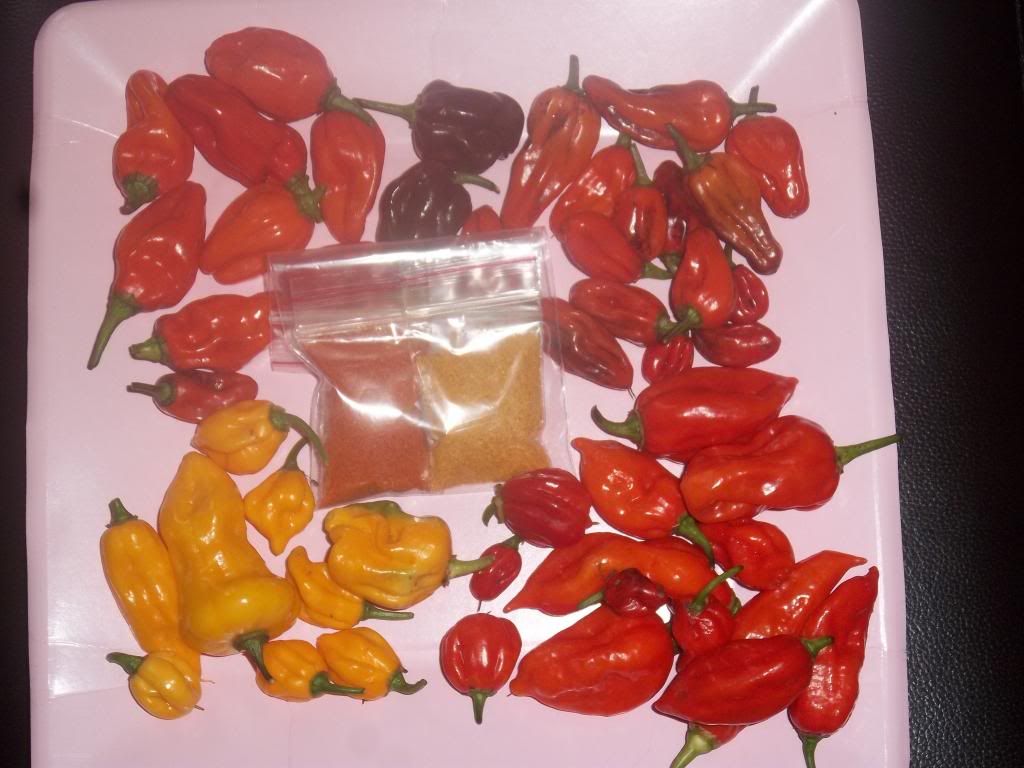 hotpeppers001.jpg