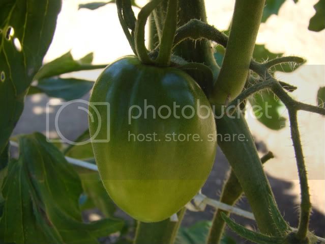 Tomate-5.jpg