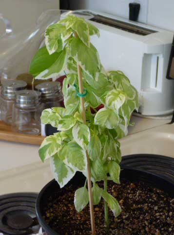 basil20110208.jpg