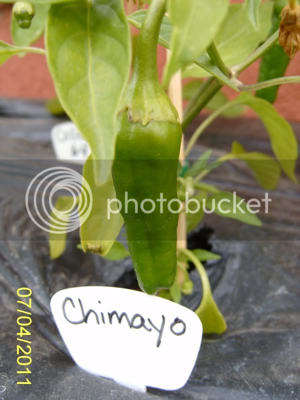 Chimayopepper7-4-11.jpg