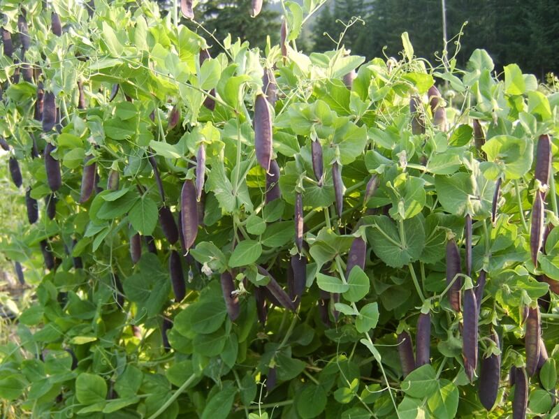 Purple-Pod-Pea-Organic-Plant.jpg