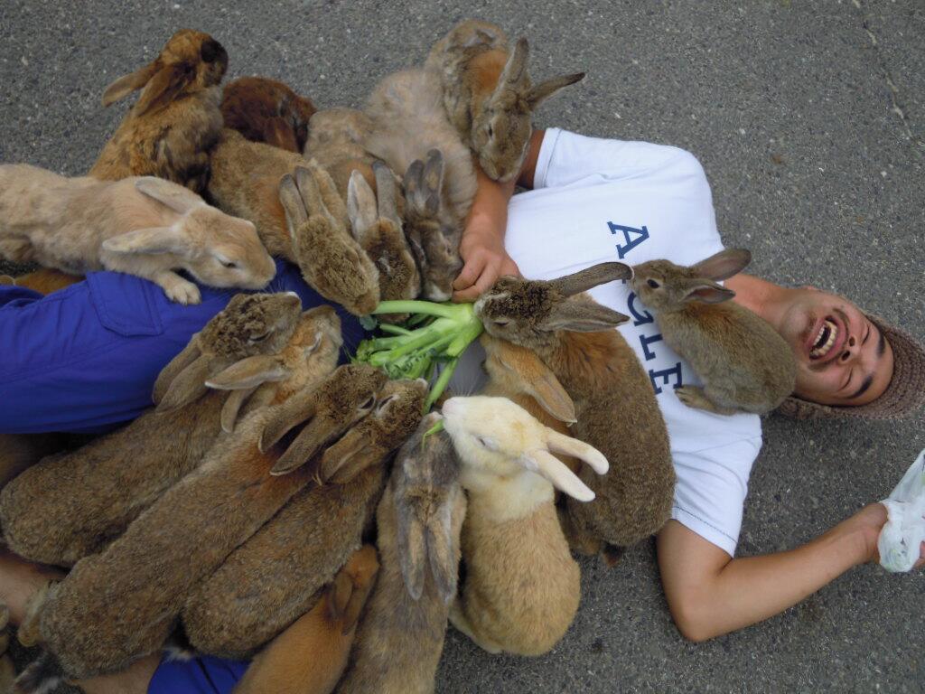 swarmed-by-cute-bunnies.jpeg