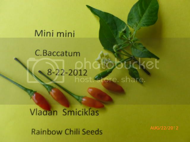 Minimini-VladanSmiciklas-RainbowChiliSeedsP1010049.jpg