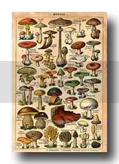 mushrooms-1-1.jpg