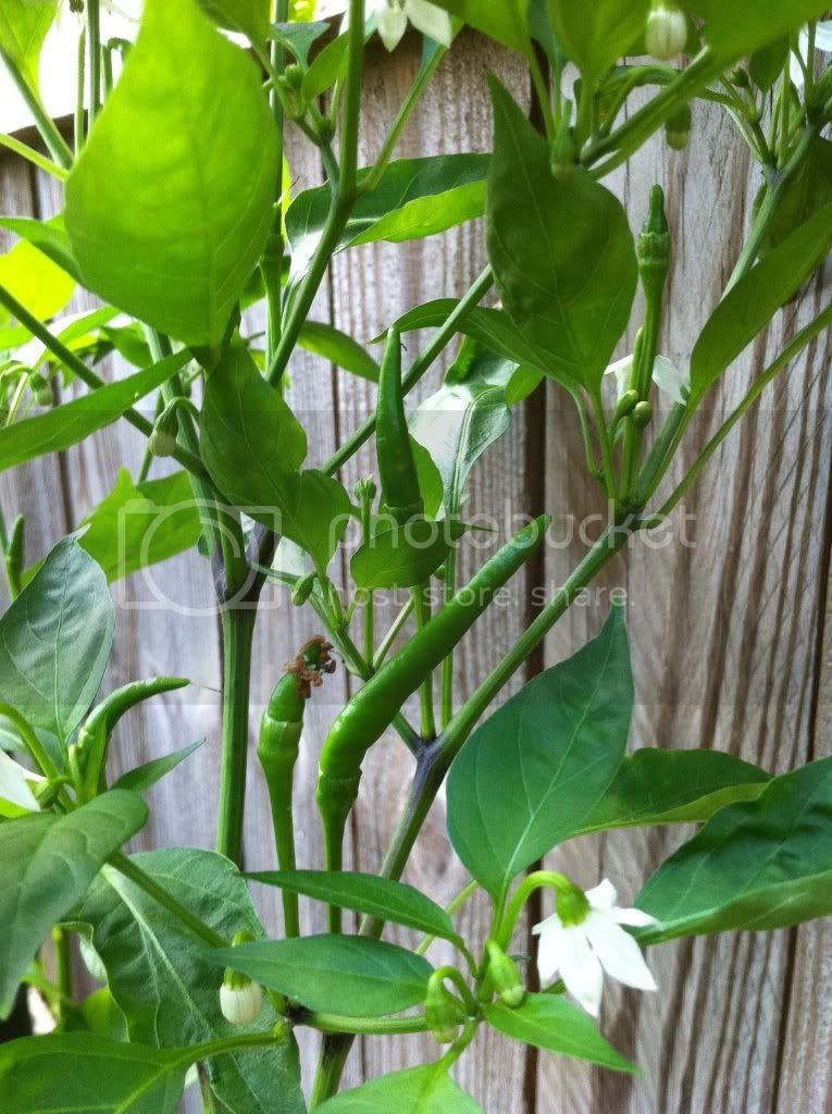 ThaiDragonPeppers.jpg